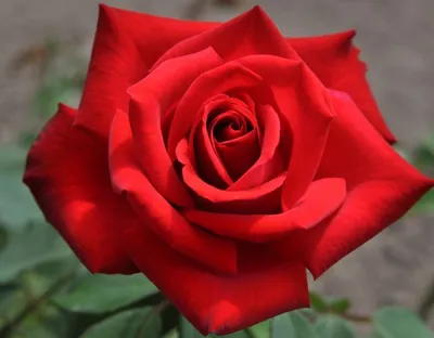 Роза валентина: красивые фото для скачивания jpg