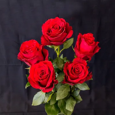 Картинка розы валентины: выберите формат и размер для загрузки