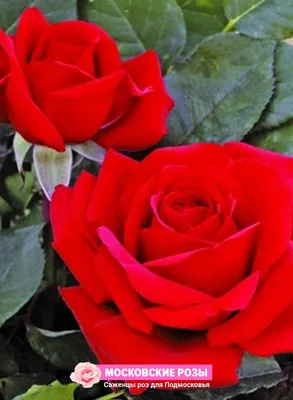 Впечатляющие фотографии розы валентины: придают романтическое настроение