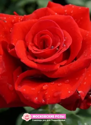 Изумительные изображения розы валентины в формате webp