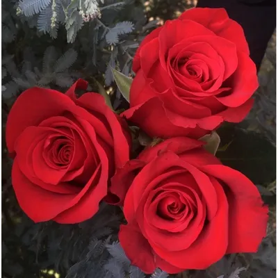 Фото розы валентины: выберите размер и скачайте webp
