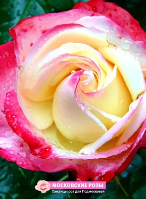 Уникальные фото розы валентины: подарите себе долю красоты
