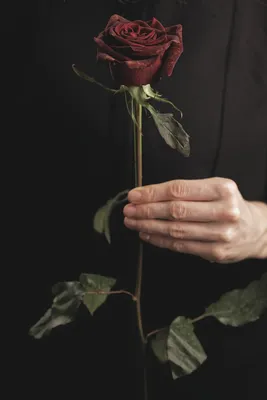 Фотографии розы валентины: заключите в кадр ее нежность и великолепие