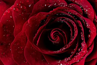 Фото розы валентины: выбирайте размер и формат по вашему желанию