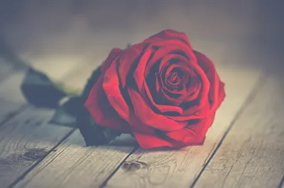 Красивые картинки розы валентины в формате jpg