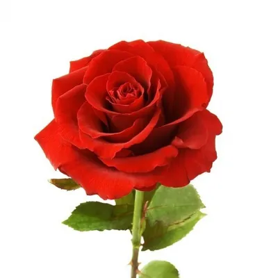 Роза валентина: впечатляющие снимки для скачивания png