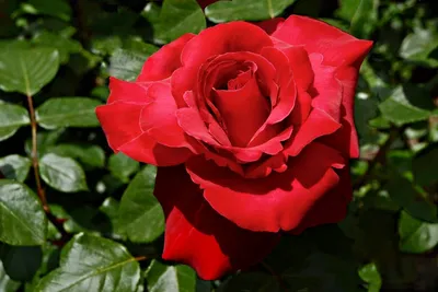 Коллекция розы валентины: запечатлейте эти изображения