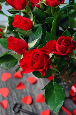 Красочные картинки розы валентины в формате png