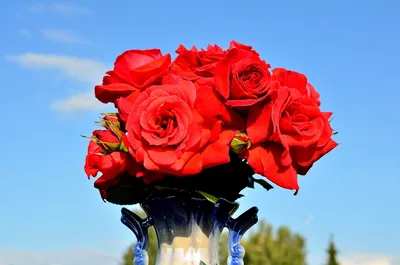 Фотографии розы валентины: придайте вашим проектам изысканности и изящества