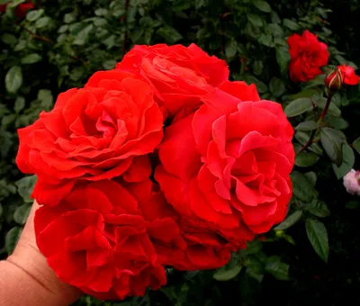 Роза валентина: очаровательные снимки для скачивания
