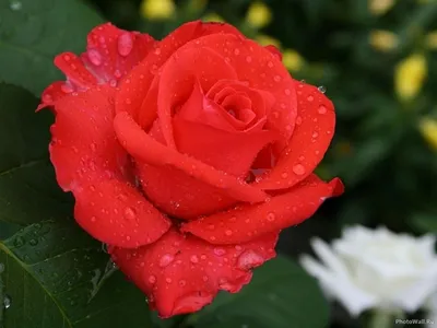 Уникальная красота розы валентины, доступная в png