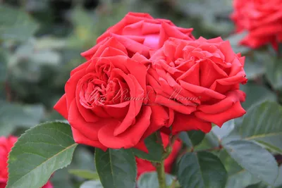 Роза валентино в высоком разрешении jpg