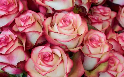 Изображение красивой розы валентино для скачивания в png