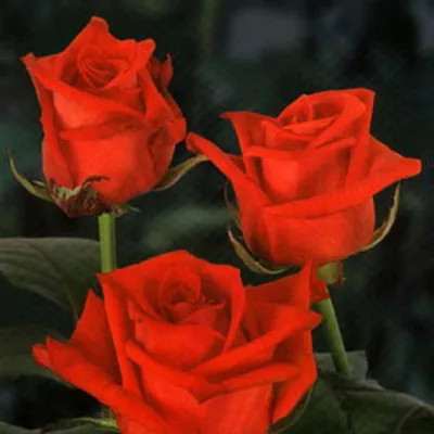 Фото розы валентино с различными форматами