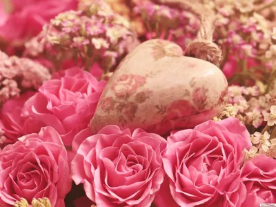 Великолепная фотография розы валентино