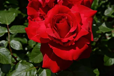 Уникальное изображение розы валентино в jpg