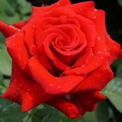 Изумительная картинка розы валентино в формате png