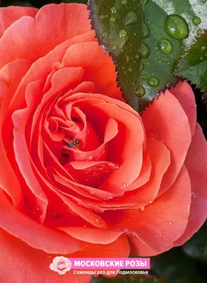 Фотография розы валентино с возможностью выбора размера