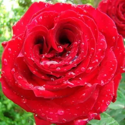 Роскошное фото розы валентино в jpg