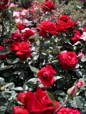 Уникальное изображение розы валентино