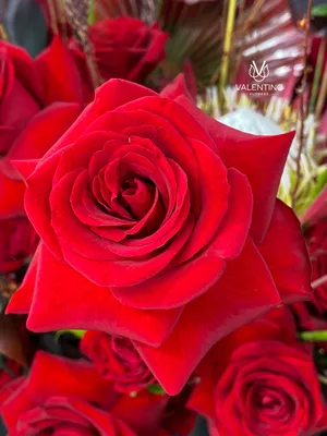 Фото розы валентино для использования в дизайне
