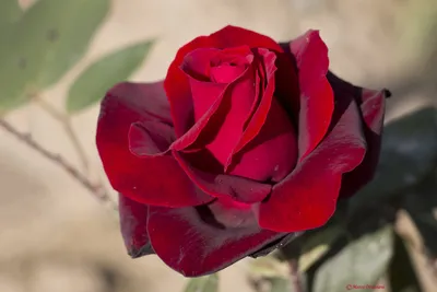 Уникальное фото розы валентино в png