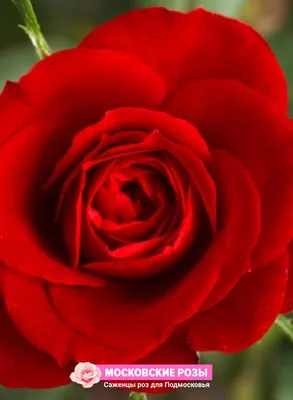 Фотография розы валентино с возможностью выбора формата