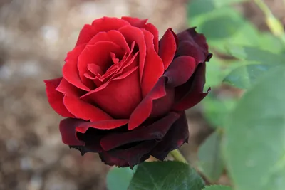 Фото розы валентино для использования в рекламе