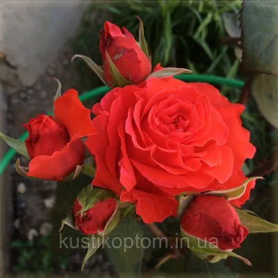 Изображение розы валентино для скачивания