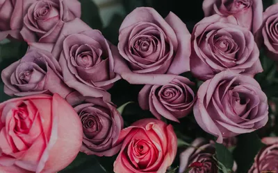 Фото розы валентино для использования в графическом дизайне