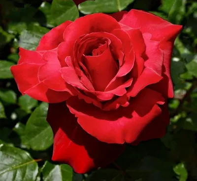 Фото красивой розы валентино для вашего выбора