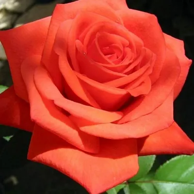 Разнообразные размеры фото розы валентино