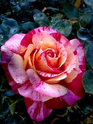 Уникальная картинка розы валентино