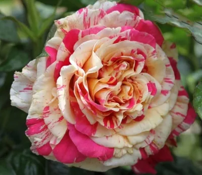 Фото розы ванилла фрейз в формате png