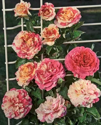 Изображение розы ванилла фрейз в чёрно-белом стиле