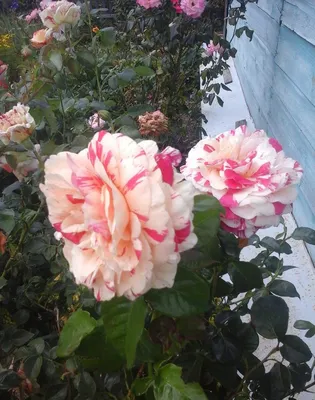 Изображение розы ванилла фрейз в атмосферном освещении