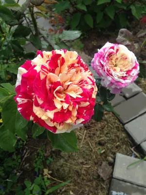Картинка розы ванилла фрейз с эффектом замедленной выдержки