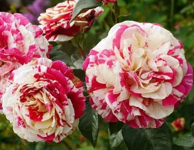 Изображение розы ванилла фрейз в формате webp