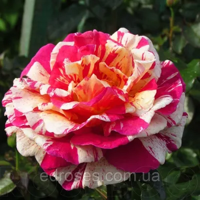 Роза ванилла фрейз в прекрасных красках