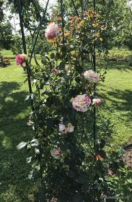 Картинка розы ванилла фрейз с эффектом сепии