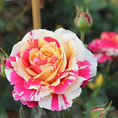 Картинка розы ванилла фрейз для скачивания