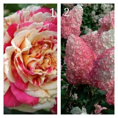 Изображение розы ванилла фрейз с мягкими пастельными оттенками