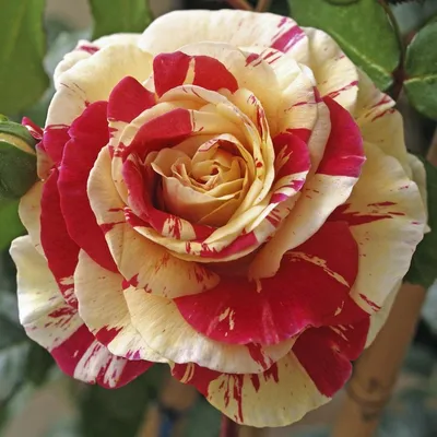Картинка розы ванилла фрейз для использования в блоге