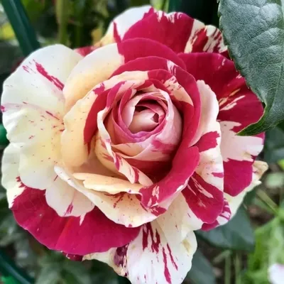 Фотография розы ванилла фрейз в цветочной композиции