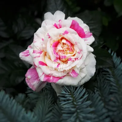 Фото розы ванилла фрейз в ночном освещении