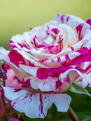 Изображение розы ванилла фрейз с применением линзы фишай