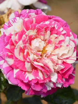Картинка розы ванилла фрейз в стиле ретро