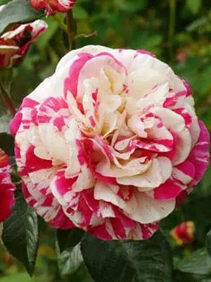 Изображение розы ванилла фрейз в разных размерах