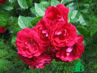 Красивая роза Вейченблау на картинке