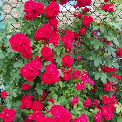 Превосходное фото розы Вейченблау